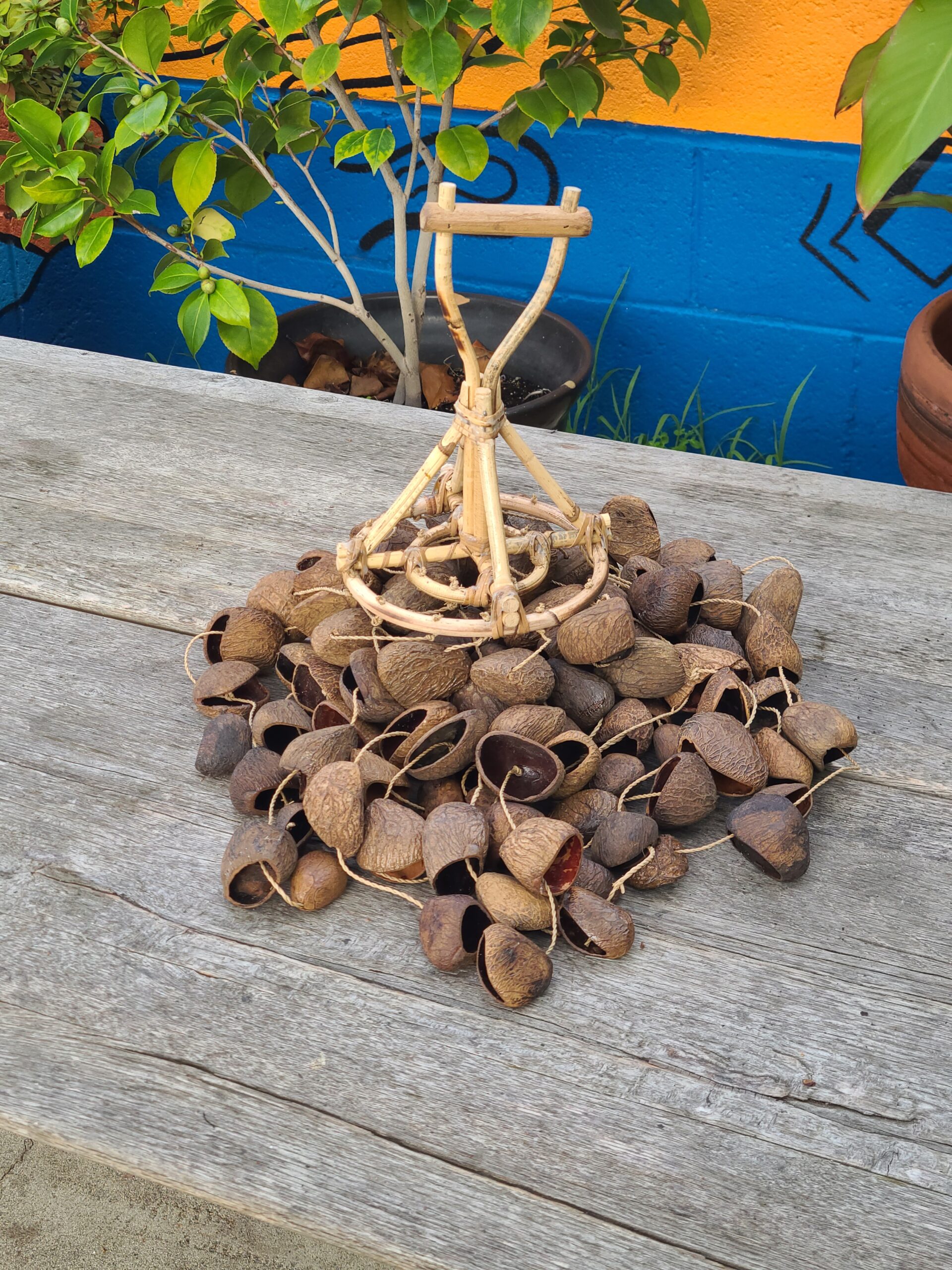 Kluwak Seed - Image 33