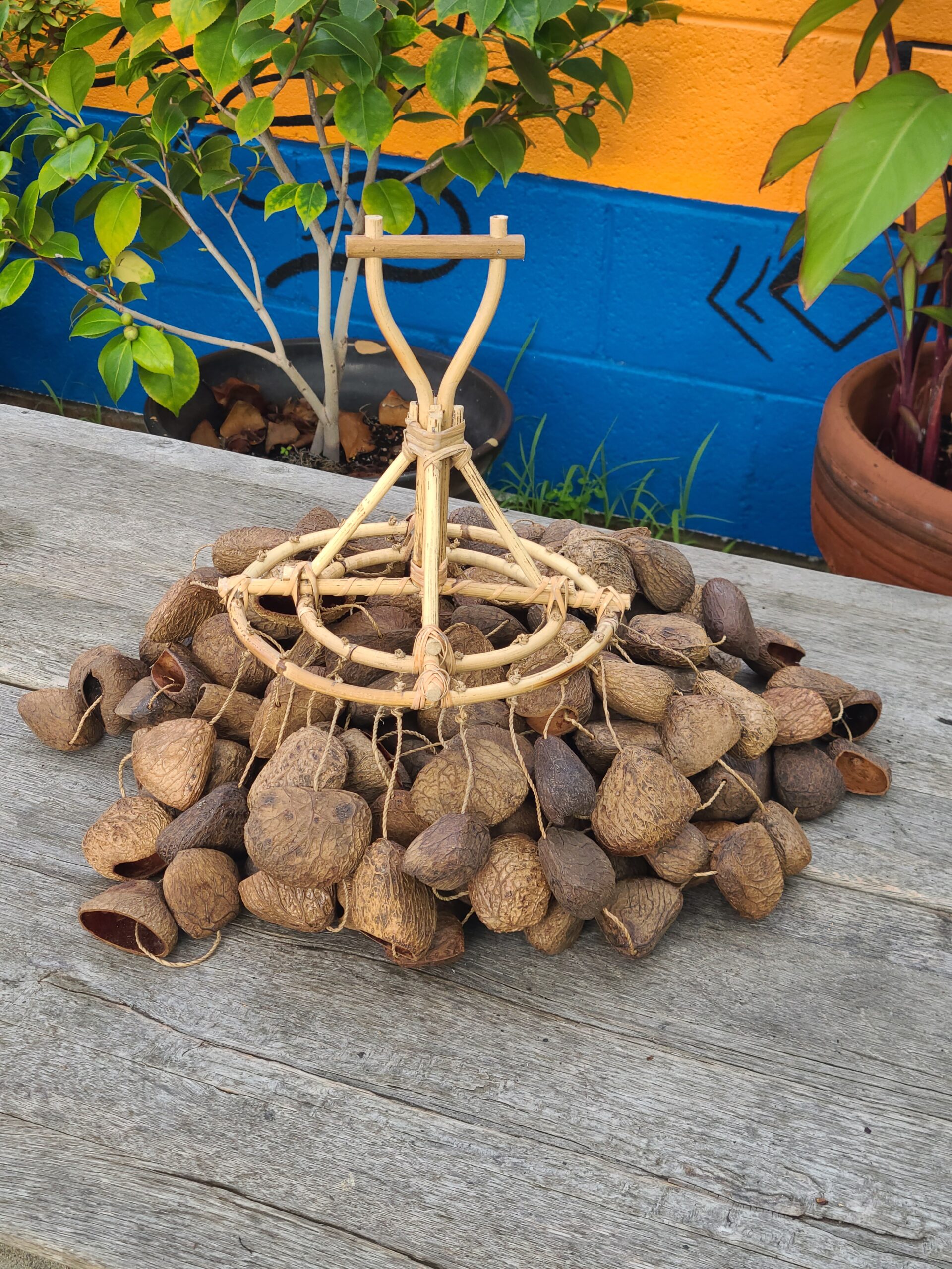 Kluwak Seed - Image 34