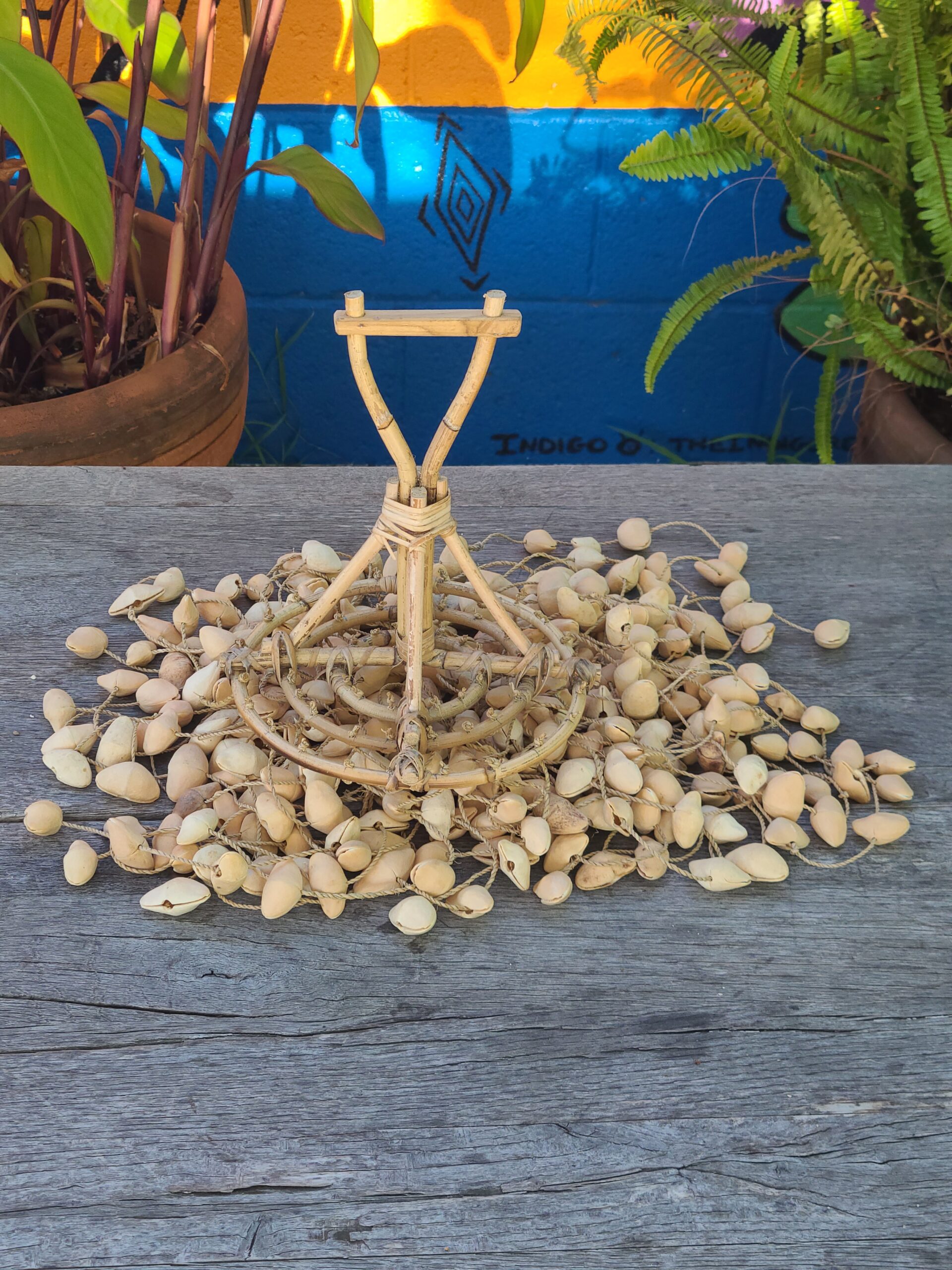 Kenari Seed - Image 16